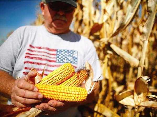 巴西市场寻求玉米出口需求复苏